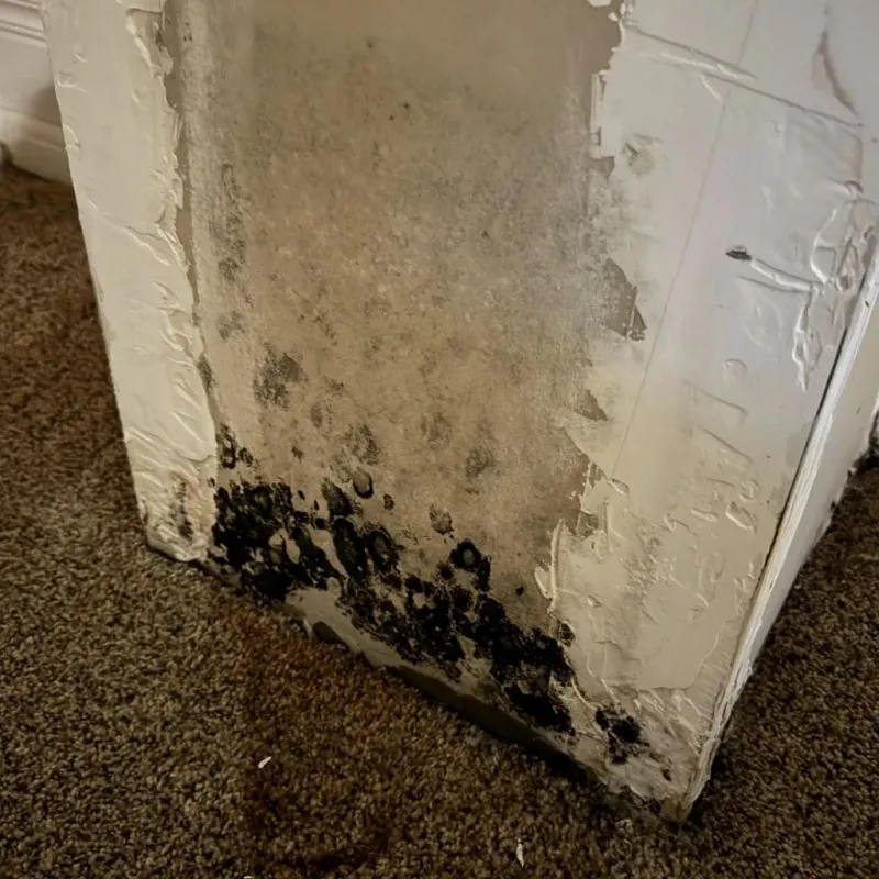 Professional Mold Removal in Lamar County, GA